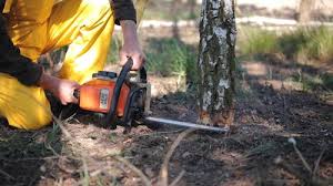 Best Fruit Tree Pruning  in Fair Haven, NY