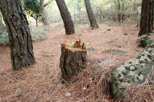 Reliable Fair Haven, NY Tree Care Solutions