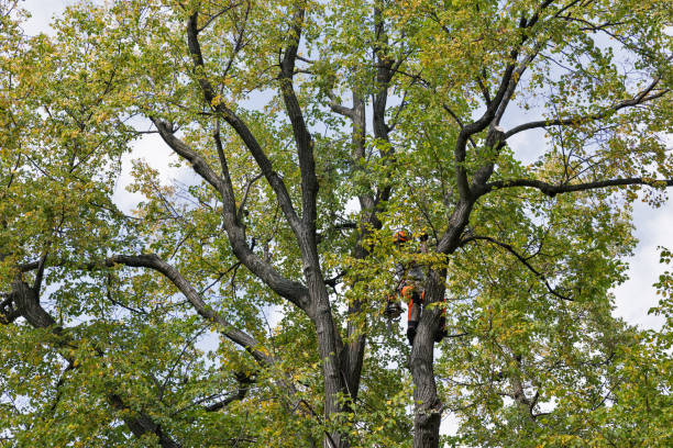 Best Seasonal Cleanup (Spring/Fall)  in Fair Haven, NY